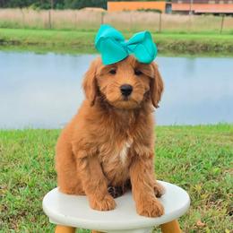 Magnolia's Aqua Girl - Red  female Goldendoodle puppy in Kountze, Texas from Texas Doodles LLC