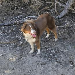 Dehlia - Miniature Australian Shepherd