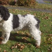 Spanish Water Dogs from DeAngelo Spanish Water Dogs