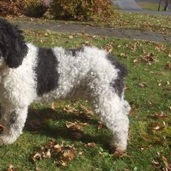Spanish Water Dogs from DeAngelo Spanish Water Dogs