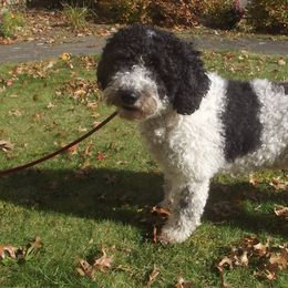 Spanish Water Dogs from DeAngelo Spanish Water Dogs