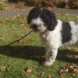 Spanish Water Dogs from DeAngelo Spanish Water Dogs
