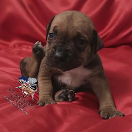 MistleToe - Brown female Boerboel puppy in Laramie, Wyoming from Standing Stone Boerboels