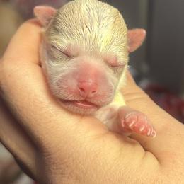 Male 1 - Cream and white male Chihuahua puppy in New Castle, Delaware from Sasha’s Elite Kennel LLC