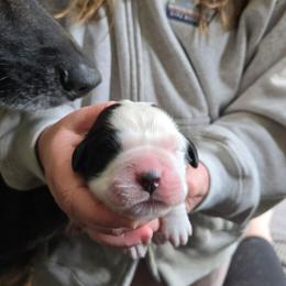 Purple - Brown and white female Saint Bernard puppy in Lebanon, Oregon from Tonya Tate's Saint Bernards