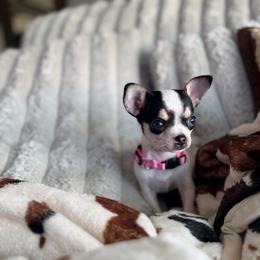 Tiny baby girl ( 3-4pounds full grown) - Black and white female Chihuahua puppy in Alvord, Texas from Gift of Gods Favor