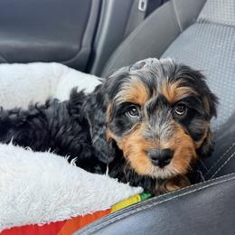 Hopper Trained - Merle male Cavapoo puppy in Wamego, Kansas from Doodles of Oz