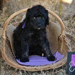 Poodle Puppies from Nay Design Poodles