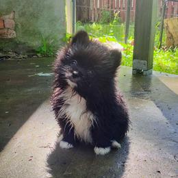 Beauty - Black female Pomeranian puppy in Albany, New York from K&A Little Wonder's