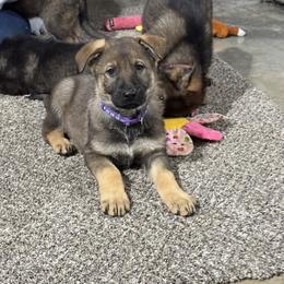 Purple Collar - Sable female German Shepherd puppy in Willington, Connecticut from Wertvoll German Shepherds