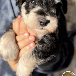 Wyatt - Black and silver male Miniature Schnauzer puppy in Frankford, Delaware from Miniature Schnauzers of Delmarva
