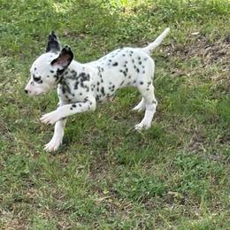 Katia - White and black female Dalmatian puppy in Fort Cavasos, Texas from Mainstreet Dalmation