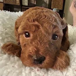Everett - Red  male Poodle puppy in Mineral Wells, Texas from S.H.A.R.P.’s Toy Poodles