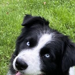Walker - Australian Shepherd