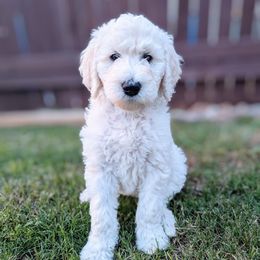 Aussiedoodle, Goldendoodle, and Poodle Puppies from Rebecca Creek Retrievers, LLC