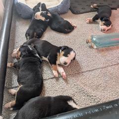 Girl 2 - female Greater Swiss Mountain Dog puppy in Perry, Oregon from Alpenblick