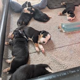 Girl 2 - female Greater Swiss Mountain Dog puppy in Perry, Oregon from Alpenblick
