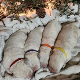 Yellow collar - Yellow female Labrador Retriever puppy in Mossyrock, Washington from White River Labradors