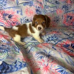 Becky - Piebald female Dachshund puppy in Lake City, Florida from My Ditzy Doxies of Florida