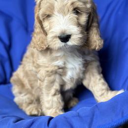 Cockapoo and Goldendoodle Puppies from Capital Doodles