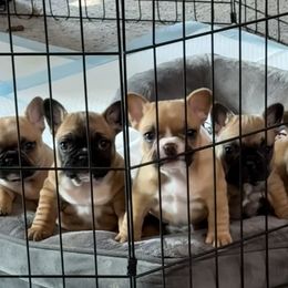 French Bulldogs from Maier Kennels