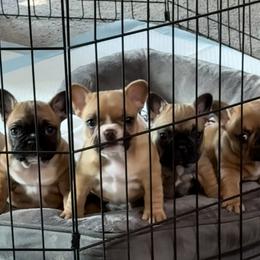 French Bulldogs from Maier Kennels