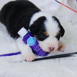 Australian Shepherd Puppies from Cooper Ridge Aussies