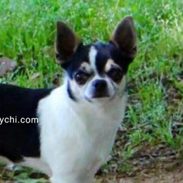 Edward - Chihuahua