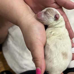 Zeus - White male Pomeranian puppy in Illinois from Maribel Poms