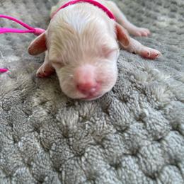 Girl 3 - Cream female Cockapoo puppy in Bedford, Iowa from Our Father’s Doodles