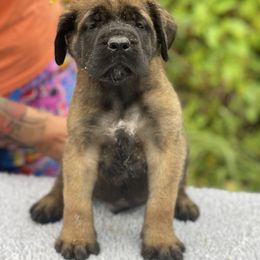 Boy 2 Light Orange collar - Apricot male Mastiff puppy in Fore Store, Virginia from Coopers Mastiffs & Duck Tollers