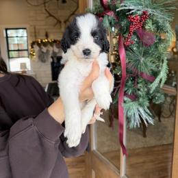 Clark - Black and white male Bernedoodle puppy in Yuba City, California from Ranch House Doodles