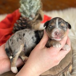Sandy - Blue merle female Aussiedoodle puppy in Lancaster, Minnesota from Finney Ranch