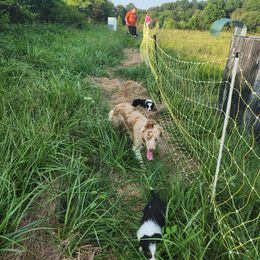 Border Collie Puppies from Cullins Collies
