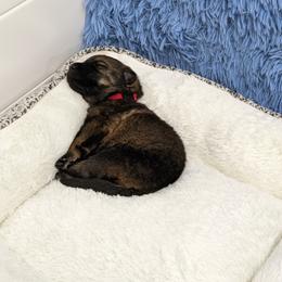 German Shepherd Puppies from Reign Land