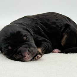 Anne - Phantom female Bernedoodle puppy in Bellville, Ohio from Bernedoodle Buddies