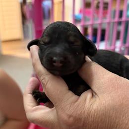 Wednesday - Cream female Dachshund puppy in Pinellas Park, Florida from Chait Miniature Dachshunds
