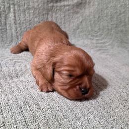 Benson - Ruby male Cavalier King Charles Spaniel puppy in Pennsylvania from Julie's Cavalier King Charles Spaniels