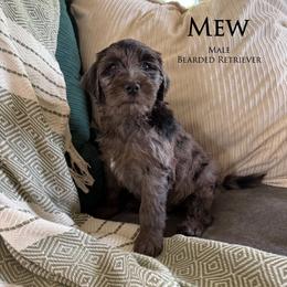 New - Merle male Goldendoodle puppy in Norman, Oklahoma from Wilson Family Companions