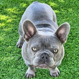 French Bulldogs from Sdfabulousfrenchies
