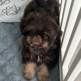 Monkey Boy - Chocolate and tan male Shih Tzu puppy in Scottsdale, Arizona from 🌗 New Moon Shih Tzu 🌗