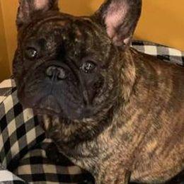 Bulldogs and French Bulldogs from LaBonte Bulldogs