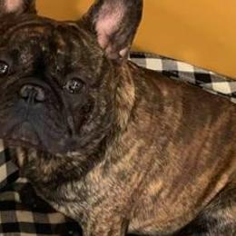 Bulldogs and French Bulldogs from LaBonte Bulldogs