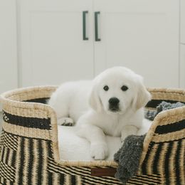 Golden Retriever Puppies from Arrowhead Kennels