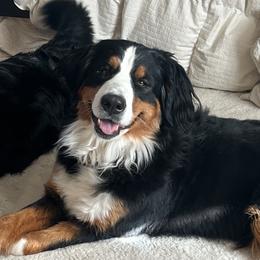 Pippa - Bernese Mountain Dog