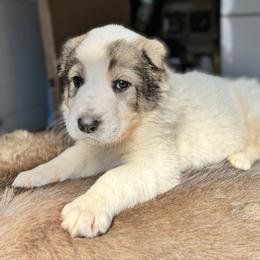 Grey Collar Boy - Brindle male Central Asian Shepherd Dog puppy in Markleysburg, Pennsylvania from Wolf Mountain Farm