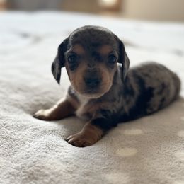 Dachshund Puppies from Silver Dach Farms