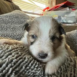 Speckle - Sable merle and white female Shetland Sheepdog puppy in Kerville, Texas from Cedar Hill Kennels