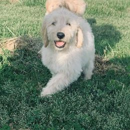 Goldendoodle Puppies from Toneytails Doodles