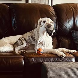 Whippet Puppies from Hertzog  Whippets